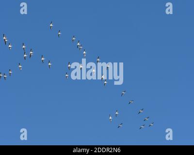 Pellicani bianchi (Pelecanus erythrorhynchos) Volare in alto sull'isola di Sanibel sulla costa del Golfo di Florida Stati Uniti Foto Stock