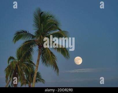 Luna piena dietro le palme sull'isola di Sanibel nel sud-ovest Florida negli Stati Uniti Foto Stock