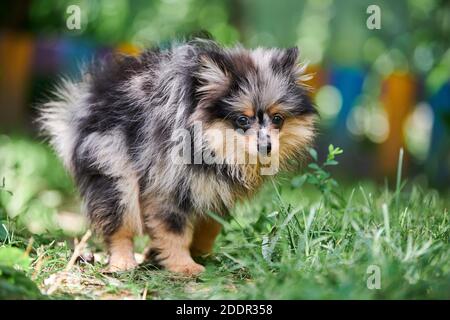 Pomeranian Spitz cucciolo in giardino. Carino cane pomeranian a piedi. Cucciolo di colore nero, grigio e marrone. Famiglia amichevole divertente Spitz pom cane, verde g Foto Stock