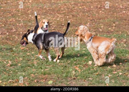 Carino cavalier re charles spaniel cucciolo, inglese beagle cucciolo e miniatura toro terrier stanno giocando nel parco autunnale. Animali domestici. Cane purebred. Foto Stock