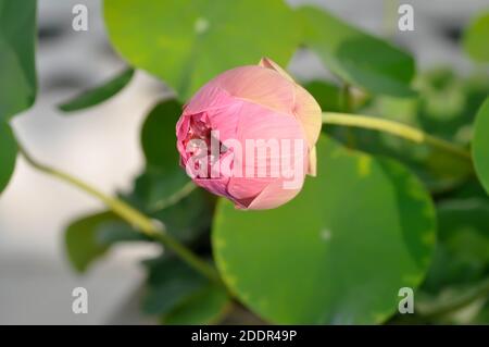 loto, loto rosa o nucifera gaertn o giglio d'acqua Foto Stock