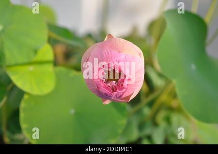 loto, loto rosa o nucifera gaertn o giglio d'acqua Foto Stock