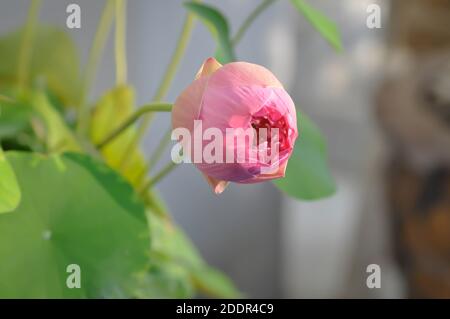 loto, loto rosa o nucifera gaertn o giglio d'acqua Foto Stock