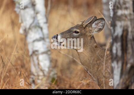 Young white-tailed buck in Wisconsin settentrionale. Foto Stock