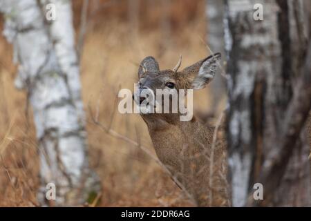 Young white-tailed buck in Wisconsin settentrionale. Foto Stock