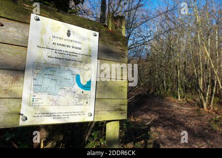 Aconbury Wood in Herefordshire UK - Nov 2020 boschi di collina di proprietà del Ducato di Cornovaglia aperto al public.Near il villaggio di Kingsthorne. Foto Stock