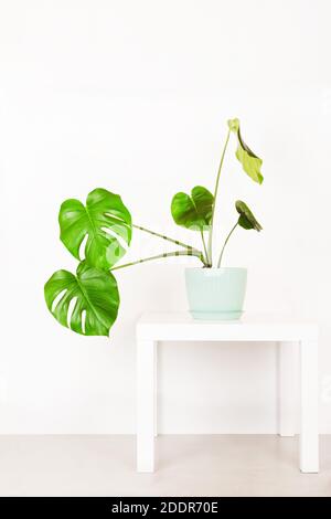 monstera di piante tropicali in un vaso di fiori su un tavolo contro una parete bianca Foto Stock