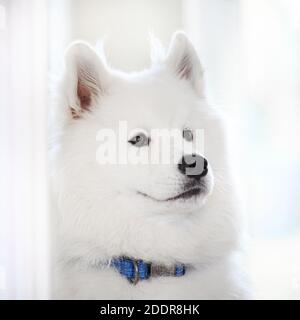 Ritratto di bel cane Samoiato bianco. Foto Stock