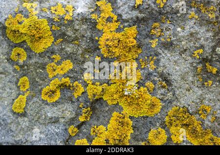 Uno dei licheni più comuni e più distinguibili, la crosta dorata è comune in molti habitat e soprattutto sulle rocce sopra la linea della marea Foto Stock