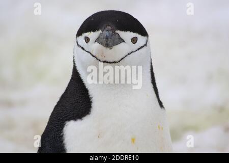 Pinguino Chinstrap in Antartide Foto Stock