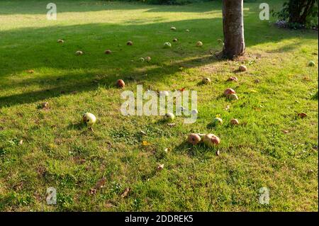 Bramley cooking apples windfall on lawn in autumn with seasonal sunshine and warmth in glowing rays Stock Photo