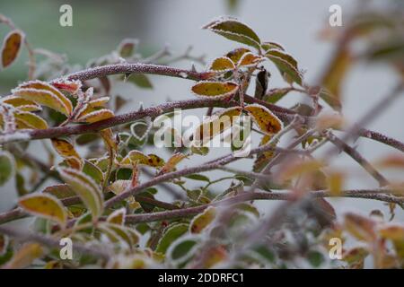 Foglie di cespuglio di rosa in bei colori. Una scena vinicola in una fattoria in una mattinata ghiacciata. Tranquillo e tranquillo. Foto Stock