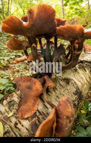 Funghi che eruttano da un tronco di un albero di uccello caduto, sinonimo di morte, malattia, riciclaggio e rinascita Foto Stock