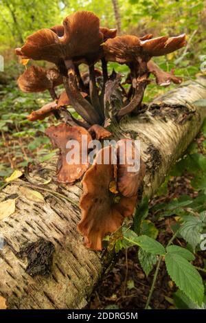 Funghi che eruttano da un tronco di un albero di uccello caduto, sinonimo di morte, malattia, riciclaggio e rinascita Foto Stock