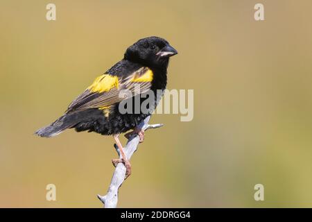 Vescovo giallo (Euplectes capensis), vista laterale di un maschio adulto in piumaggio riproduttivo arroccato su un ramo, Capo Occidentale, Sudafrica Foto Stock