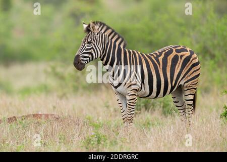 Zebra di Burchell (Equus quagga burchellii), vista laterale di una femmina adulta che si trova a terra, Mpumalanga, Sudafrica Foto Stock