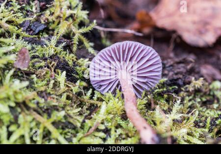 Fungo - Deceiver ametista (Laccaria ametistina) Foto Stock