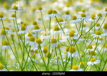 Matricaria Recutita. Tedesco Chamomile. Mayweed profumato. Cavallo gowan. Dolce falsa camomilla. Camomilla selvaggia Foto Stock