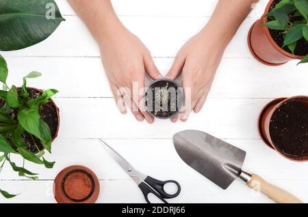 Mani maschili con cactus. Attrezzi da giardinaggio pala, pentola, cactus su sfondo bianco di legno. Foto Stock