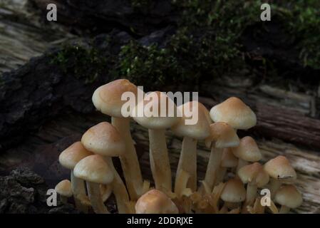 Grumo di tuft di zolfo (Hypholoma fasciculare) funghi Foto Stock
