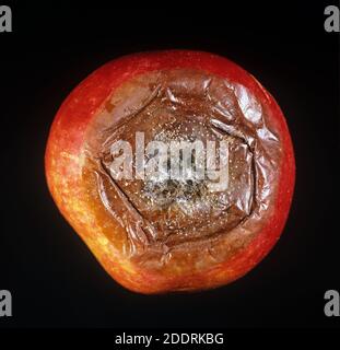 Muffa agli occhi di frutta (Neonectria ditissima) sviluppo di marciume intorno all'occhio (estremità di blosson) di e frutta di mela Foto Stock