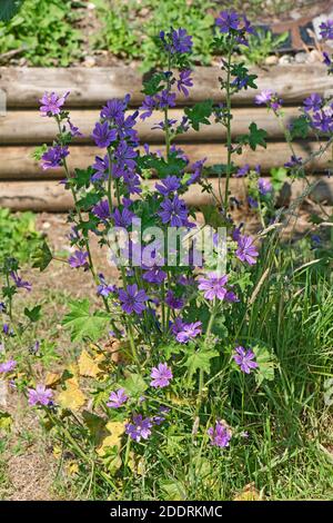 Malva comune (Malva sylvestris) pinkish-porpora fiori con vene scure su piante da fiore, Berkshire, giugno Foto Stock