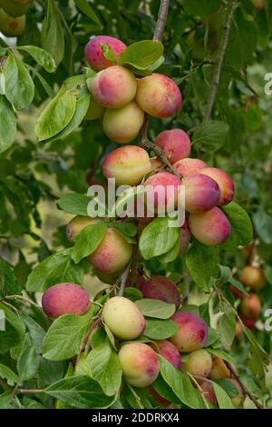 Verde porpora, prolifica e fruttuosa varietà di prugne di maturazione Victoria sull'albero in estate, Berkshire, giugno Foto Stock