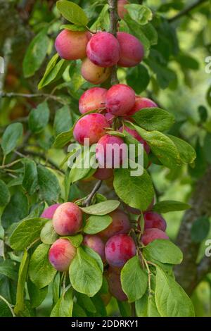 Verde porpora, prolifica e fruttuosa varietà di prugne di maturazione Victoria sull'albero in estate, Berkshire, giugno Foto Stock