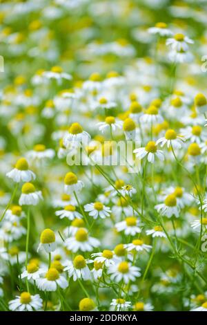 Matricaria Recutita. Tedesco Chamomile. Mayweed profumato. Cavallo gowan. Dolce falsa camomilla. Camomilla selvaggia Foto Stock