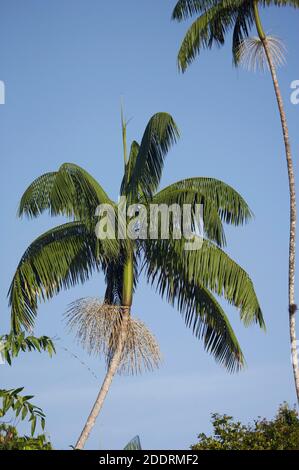 Moriche Plam, Mauritia flexuosa, albero la produzione di cuore di palma, Delta Orinoco in Venezuela Foto Stock