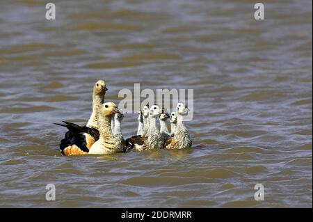 Oca Orinoco, neochen jubata, Famiglia nuoto, Los Lianos in Venezuela Foto Stock