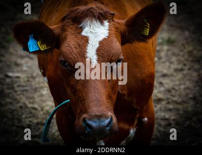 Carino vitello da una mucca da latte marrone in piedi su un lussureggiante campo di erba verde. . Foto di alta qualità Foto Stock