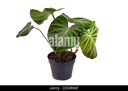 Pianta domestica tropicale 'Philodendron verrucosum' con foglie vellutate di verde scuro in vaso di fiori isolato su sfondo bianco Foto Stock
