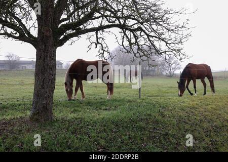 Cavalli sul pascolo nella mattina presto nebbia. Foto Stock