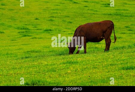Mucca da latte bruna che pascolano pacificamente su un lussureggiante prato verde sulle colline. Foto Stock