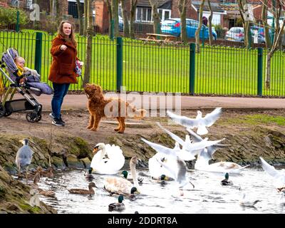 Madre e bambino con un buggy fand un marrone Cane nutrire gli uccelli nel Locke Park Lago Redcar Foto Stock