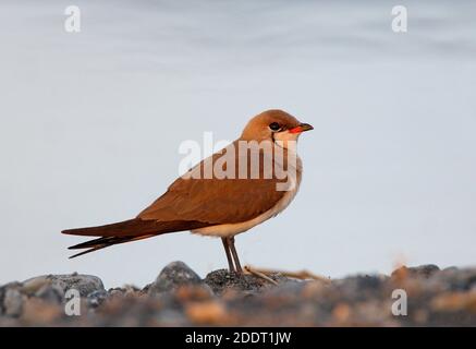 Pratincole (Gareola pratincola pratincola pratincola) adulto in piedi sulla riva del lago Alakol, Kazakistan Giugno Foto Stock