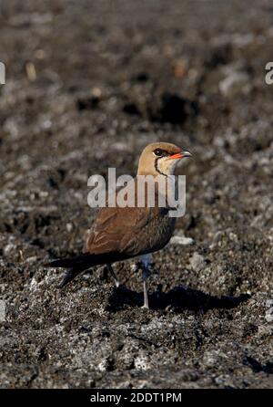 Pratincole (Pareola pratincola pratincola pratincola) adulto in piedi su terreno fangoso Lago Alakol, Kazakistan Giugno Foto Stock