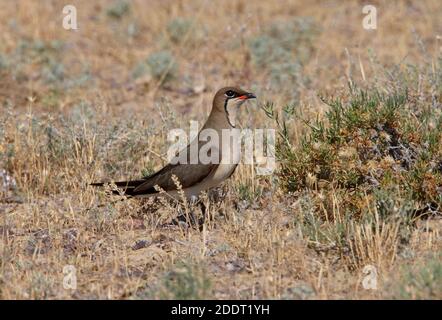 Pratincole (Gareola pratincola pratincola pratincola) adulto a terra in habitat di riproduzione Lago Balkhash, Kazakistan Giugno Foto Stock