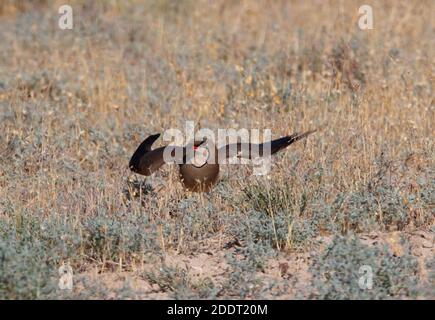 Pratincole (Gareola pratincola pratincola pratincola) adulto vicino nido facendo 'ala rotta' distrazione display Lago Balkhash, Kazakistan Giugno Foto Stock