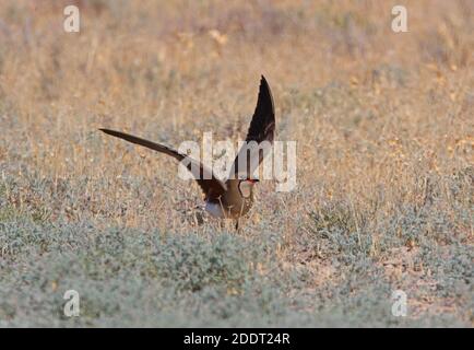 Pratincole (Gareola pratincola pratincola pratincola) adulto vicino nido facendo 'ala rotta' distrazione display Lago Balkhash, Kazakistan Giugno Foto Stock