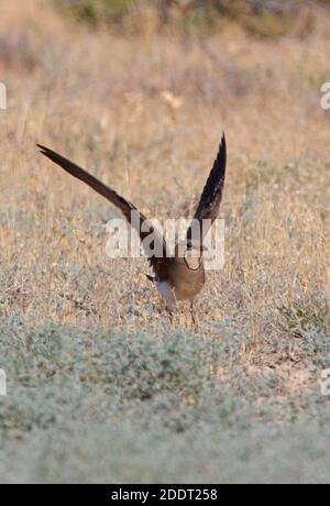 Pratincole (Gareola pratincola pratincola pratincola) adulto a terra con ali alzate Lago Balkhash, Kazakhstan Giugno Foto Stock