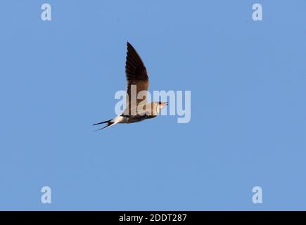 Pratincole (Gareola pratincola pratincola pratincola) adulto in volo Lago Balkhash, Kazakhstan Giugno Foto Stock