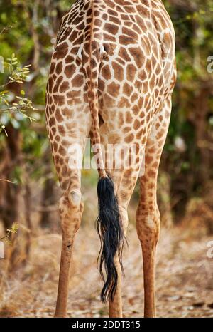 La coda oscura della giraffa di Thornicroft o della giraffa rodesiana (Giraffa camelopardalis thornicrofti), il Parco Nazionale di Luangwa del Sud, Mfuwe, Zambia, Africa Foto Stock