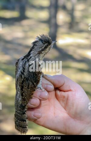 Collo di cigno settentrionale Foto Stock