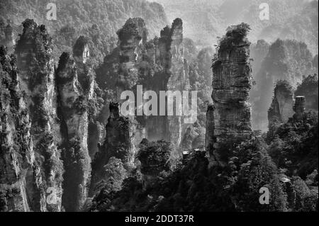 Quarzite iconica arenarie pilastri & picchi di Wulingyuan / Zhangjiajie National Forest Park nella provincia del Hunan, Cina. Unico paesaggio montano inscr Foto Stock