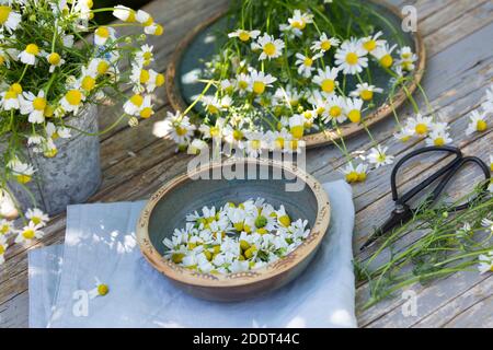 Kamillen-Ernte, Kamille-Ernte, Kamillenernte, Kamilleernte, Kräuterernte, Ernte, Kräuter sammeln, Echte Kamille, Kamille, Matricaria recutita, Chamomi Foto Stock