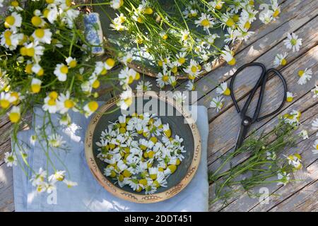 Kamillen-Ernte, Kamille-Ernte, Kamillenernte, Kamilleernte, Kräuterernte, Ernte, Kräuter sammeln, Echte Kamille, Kamille, Matricaria recutita, Chamomi Foto Stock