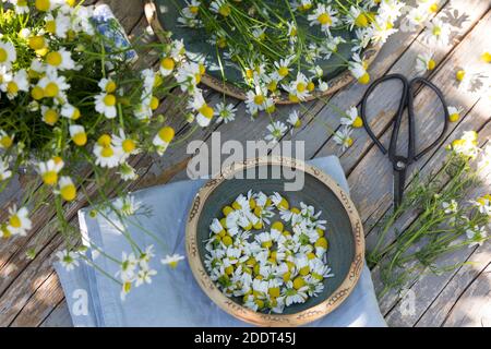 Kamillen-Ernte, Kamille-Ernte, Kamillenernte, Kamilleernte, Kräuterernte, Ernte, Kräuter sammeln, Echte Kamille, Kamille, Matricaria recutita, Chamomi Foto Stock