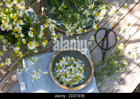 Kamillen-Ernte, Kamille-Ernte, Kamillenernte, Kamilleernte, Kräuterernte, Ernte, Kräuter sammeln, Echte Kamille, Kamille, Matricaria recutita, Chamomi Foto Stock